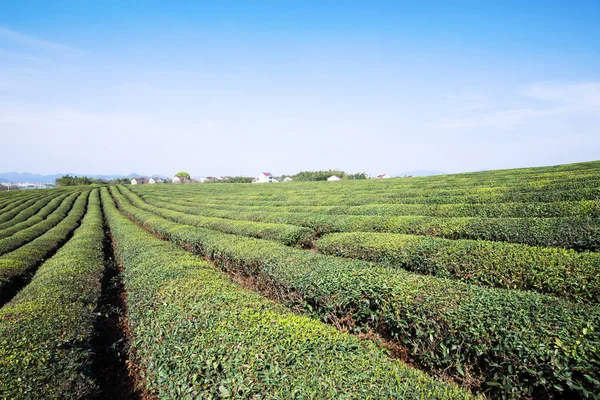 Hegyen Kínai Zöld Tea Kert — Stock Fotó
