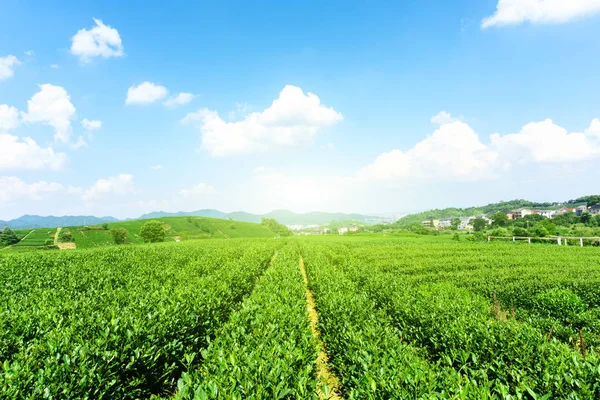Πράσινο Τσάι Κήπος Στο Λόφο Στην Κίνα — Φωτογραφία Αρχείου