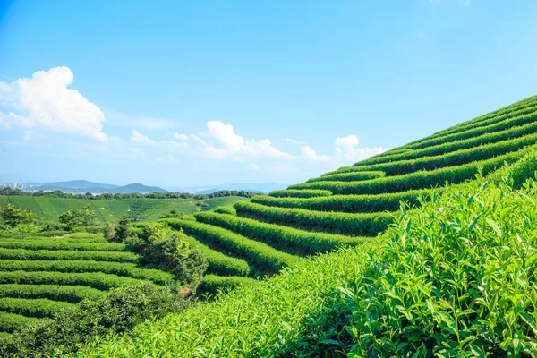 Зеленый Чайный Сад Холме Китае — стоковое фото