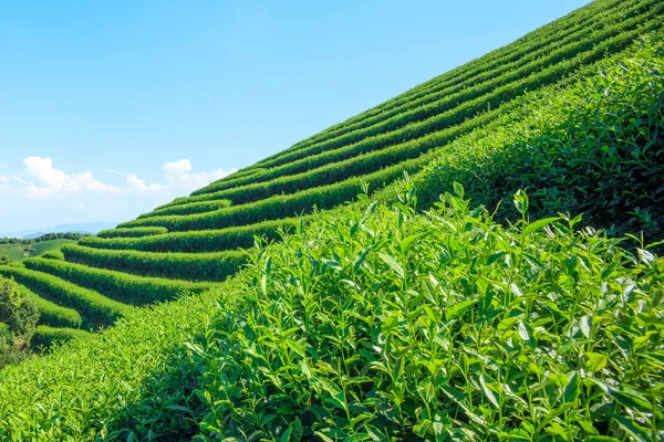Zielona Herbata Ogród Skoczni Chinach — Zdjęcie stockowe