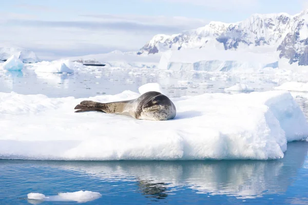 Leopard seal ( Hydrurga leptonyx ), Antarctic Peninsula