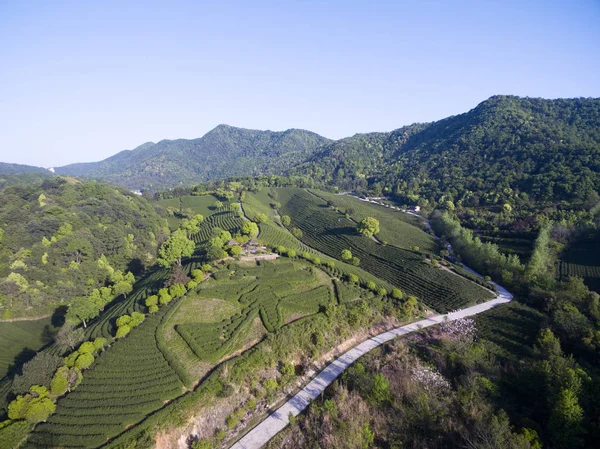 Widok Piękny Krajobraz Plantacji Herbaty — Zdjęcie stockowe