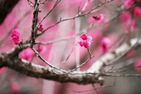 Pink Plum Blossom Close — Stock Photo, Image