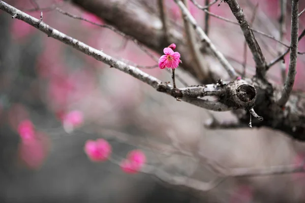 Rosa Plommon Blossom Närbild — Stockfoto