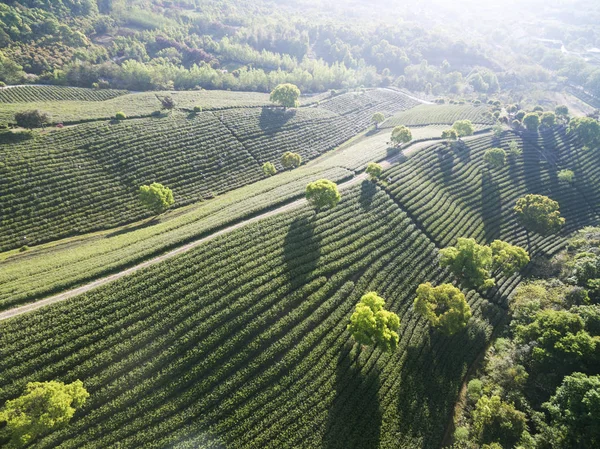 Frumoasă Vedere Peisagistică Plantației Ceai — Fotografie, imagine de stoc