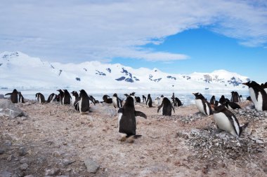 Antarktika'daki Antarktika Pole Penguins