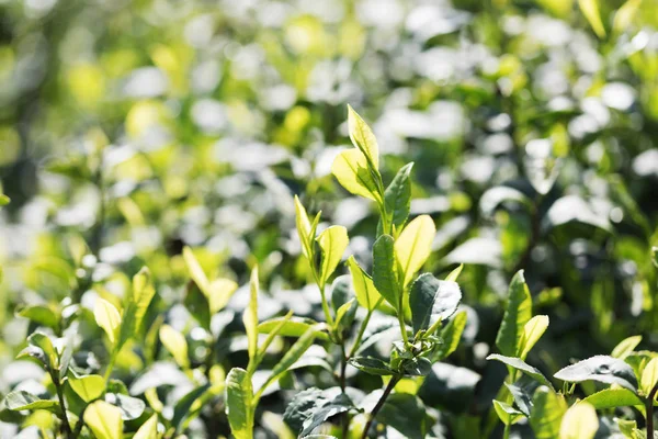 Schöne Landschaft Blick Auf Teeplantage — Stockfoto