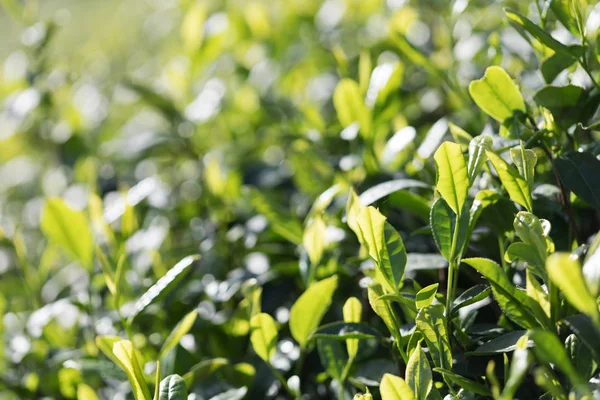 Beautiful Landscape View Tea Plantation Stock Picture