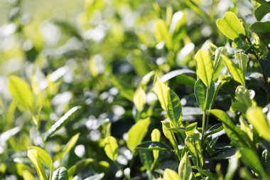 Çay plantasyon görünümünü güzel manzara