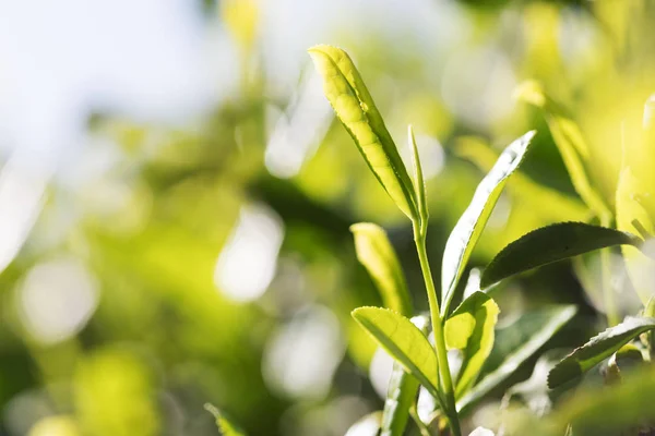 Pohled Krásnou Krajinu Čajové Plantáže — Stock fotografie