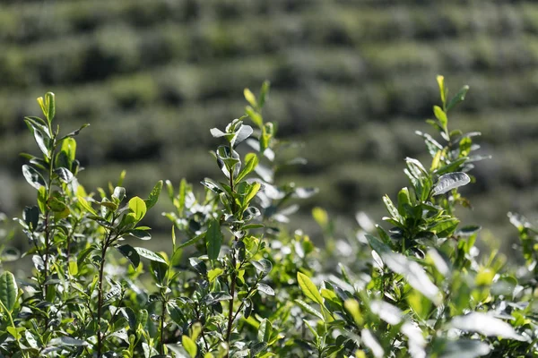 Schöne Landschaft Blick Auf Teeplantage — Stockfoto