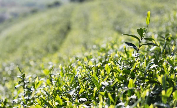 茶树园景观美景 — 图库照片