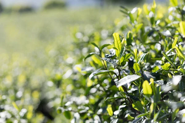 Schöne Landschaft Blick Auf Teeplantage — Stockfoto