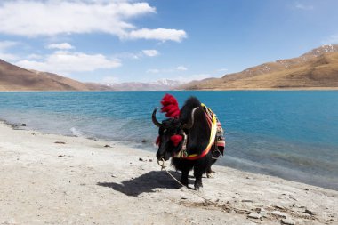 Tibet'te Gölü yanında yak