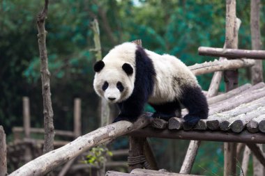 Panda Chengdu şehir Hayvanat Bahçesi