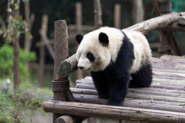 Panda Chengdu şehir Hayvanat Bahçesi