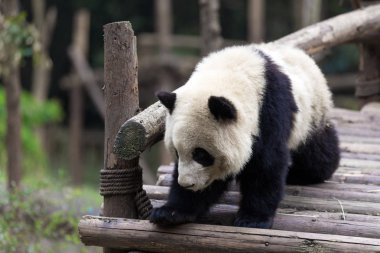 Panda Chengdu şehir Hayvanat Bahçesi