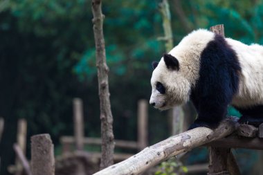 Panda Chengdu şehir Hayvanat Bahçesi