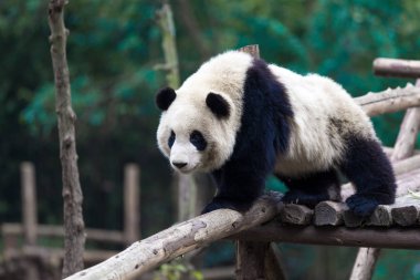 Panda Chengdu şehir Hayvanat Bahçesi