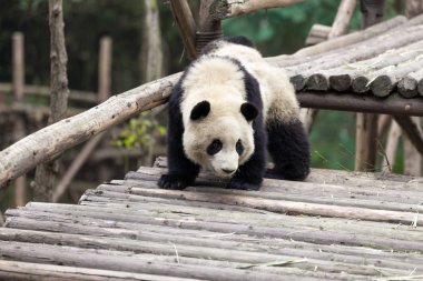 Panda Chengdu şehir Hayvanat Bahçesi