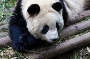 Panda Chengdu şehir Hayvanat Bahçesi