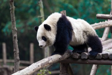 Panda Chengdu şehir Hayvanat Bahçesi