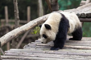 Panda Chengdu şehir Hayvanat Bahçesi
