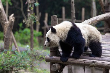 Panda Chengdu şehir Hayvanat Bahçesi