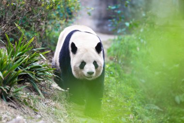 Panda Chengdu şehir Hayvanat Bahçesi