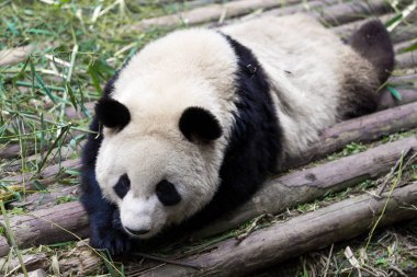 Panda Chengdu şehir Hayvanat Bahçesi