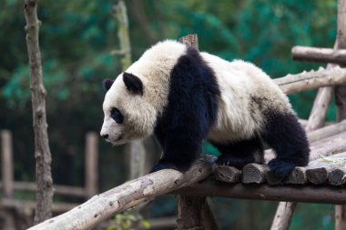 Panda Chengdu şehir Hayvanat Bahçesi