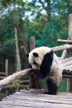 Panda Chengdu şehir Hayvanat Bahçesi