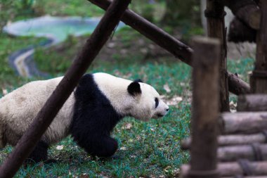 Panda Chengdu şehir Hayvanat Bahçesi