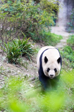 Panda Chengdu şehir Hayvanat Bahçesi