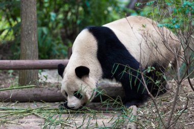Panda Chengdu şehir Hayvanat Bahçesi