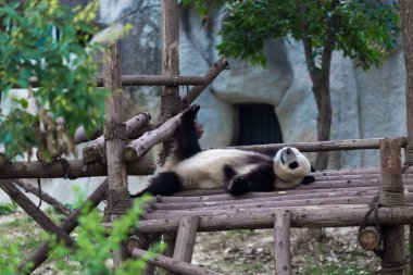 Panda Chengdu şehir Hayvanat Bahçesi