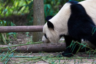 Panda Chengdu şehir Hayvanat Bahçesi