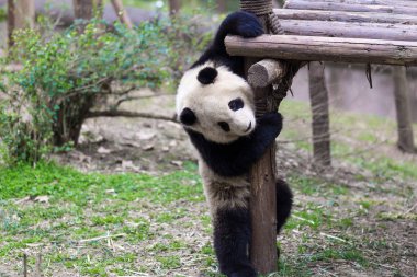 Panda Chengdu şehir Hayvanat Bahçesi