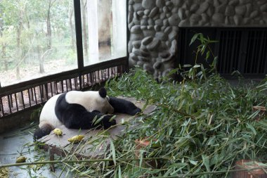 Panda Chengdu şehir Hayvanat Bahçesi
