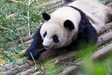 Panda Chengdu şehir Hayvanat Bahçesi