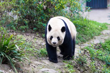 Panda Chengdu şehir Hayvanat Bahçesi