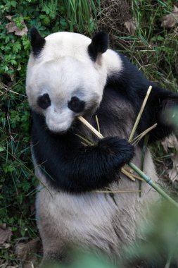 Panda Chengdu şehir Hayvanat Bahçesi