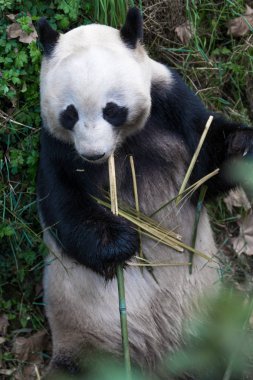 Panda Chengdu şehir Hayvanat Bahçesi
