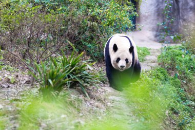 Panda Chengdu şehir Hayvanat Bahçesi
