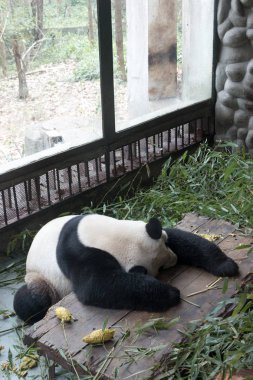 Panda Chengdu şehir Hayvanat Bahçesi