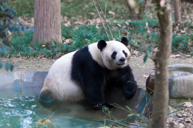 Panda Chengdu şehir Hayvanat Bahçesi