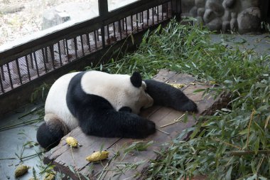 Panda Chengdu şehir Hayvanat Bahçesi