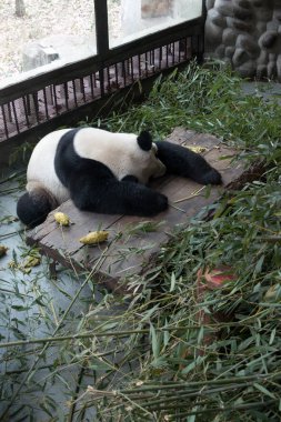 Panda Chengdu şehir Hayvanat Bahçesi