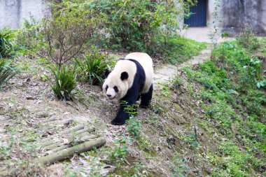 Panda Chengdu şehir Hayvanat Bahçesi