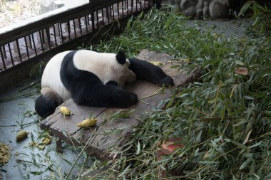Panda Chengdu şehir Hayvanat Bahçesi